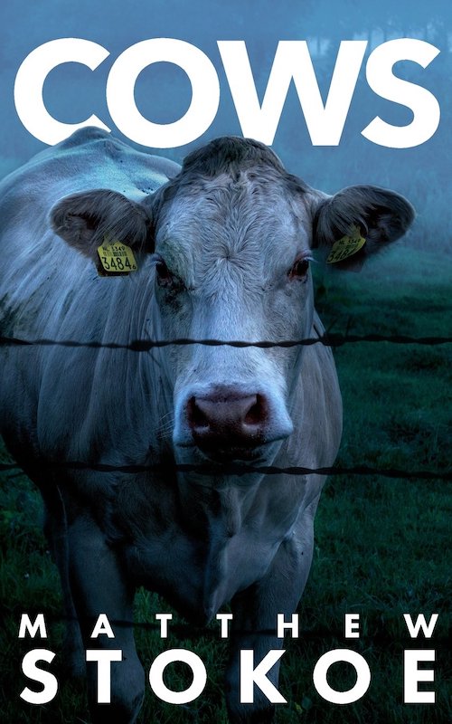 cows matthew stokoe