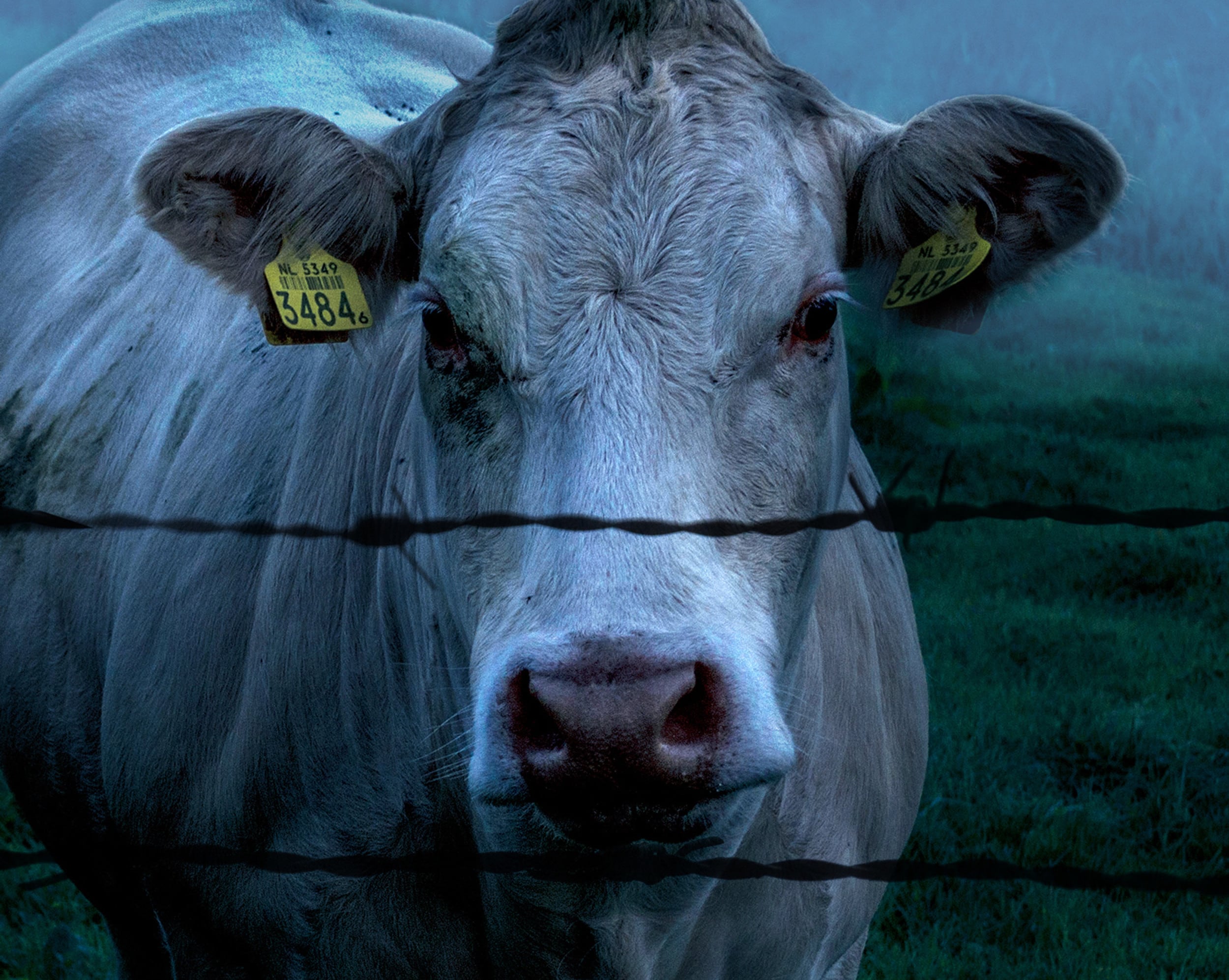 cows matthew stokoe