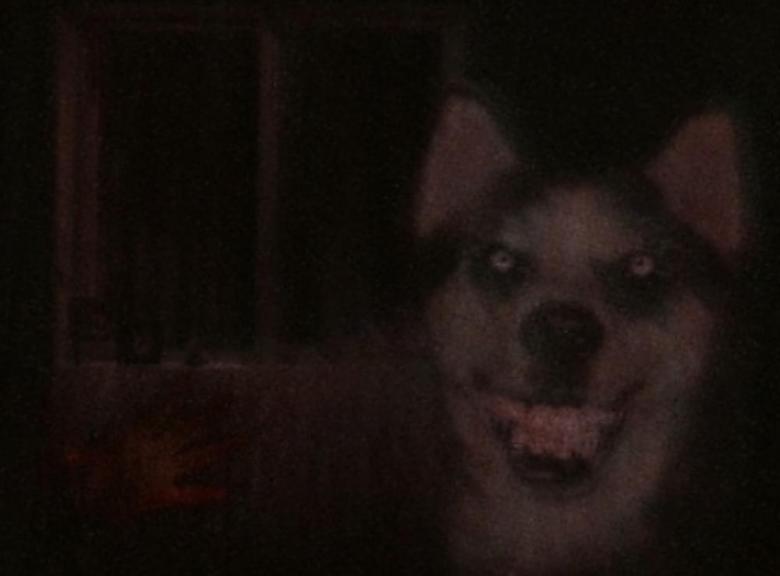 smile dog