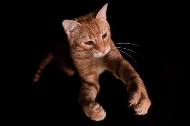 The Cat Scratch Game The Story and How to Play