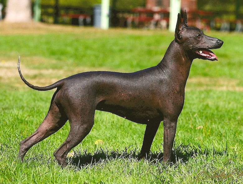 Xolo mexican hairless dog