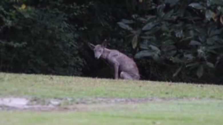 mexican hairless dog or chupacabra